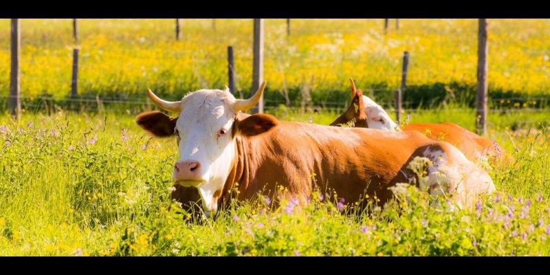 Bio as real safeguard for environment and livestock health