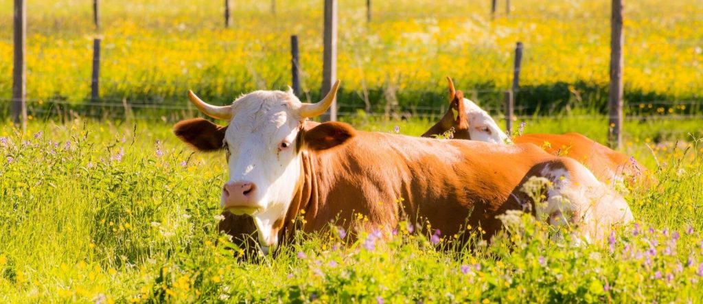Bio as Real Safeguard for Environment and Livestock Health