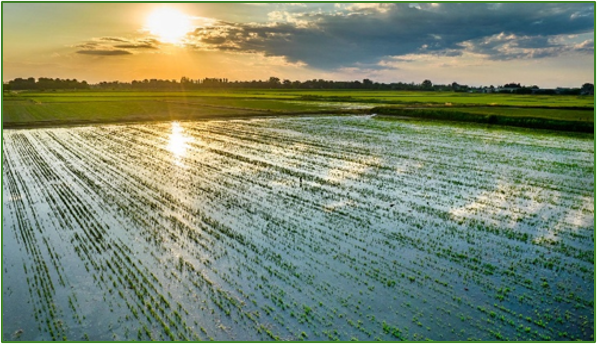 risaia italiana tramonto